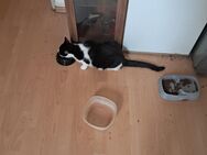 Katzen abzugeben - Herne Holsterhauen