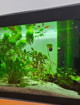 Aquarium zu verschenken - Solingen (Klingenstadt)