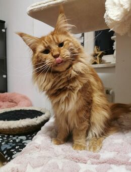 Maine Coon Deckkater - Oßling
