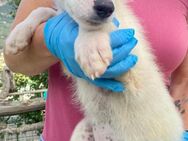 Poldo wartet im Tierheim - Köln