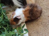 Junge Meerschweinchen Bock - Erkelenz