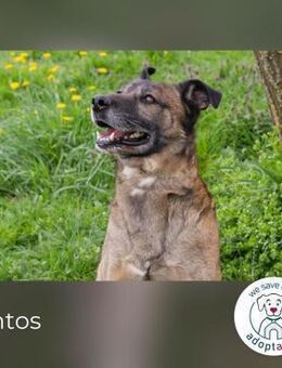 Santos: Energiebündel sucht Zuhause - Kirchzell