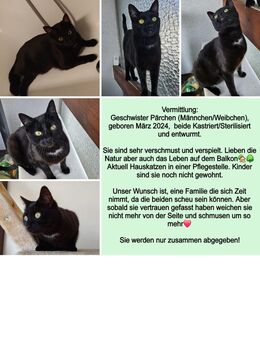 Katzen suchen ein liebevolles Zuhause - Sigmaringen