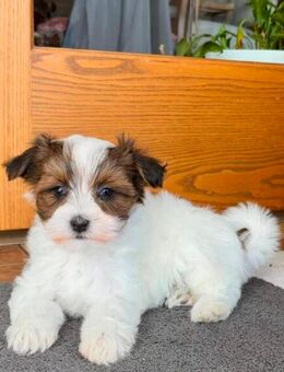 Liebevolle Reinrassige Havaneser Welpen - Frankfurt (Main)