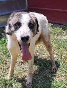 🌟 Lieber großer Arny 🐶 - Eislingen (Fils)