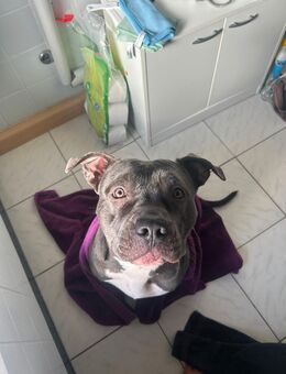 American XL Bully Weibchen sucht zu Hause - Reutlingen