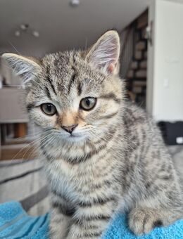 BKH Kitten - Reutlingen