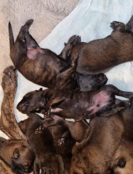 Malinois welpen - Mönchengladbach