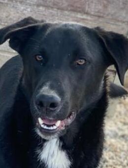 Relaxo, geb. ca. 03/2021, Griechenland - Euskirchen