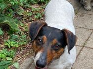 9 Jahre alter Jack Russell/Dackel Mischling - Wittenberg (Lutherstadt)