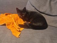 Kater abzugeben nicht kastriert - Meinersen