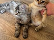 Mama & 3 Kitten - Berlin Neukölln