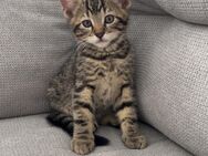 Katzenbabys suchen ein neues Zuhause - Greven (Nordrhein-Westfalen)