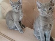 Russisch-blau Kitten-Reinrassige Zucht und Stubenrein! - Nürnberg