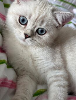 Zwei BKH Kitten (weiblich) - Oberndorf (Neckar)