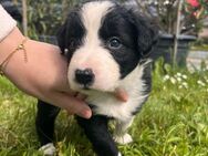Border Collie Welpen - Sömmerda