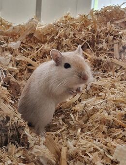Rennmaus mit Gehege - Barßel