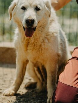 Sonnenschein Sansli - Stuttgart