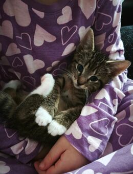 3 Kitten suchen bald ein Zuhause - Aurich