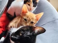 kitten - Lappersdorf