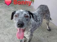 Bonny - aufgeschlossen und entspannt - Willich