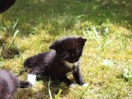 Verk. Katzen junge 1. Mädchen und 2 . Jungs - Duckow