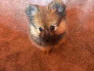 Cookie sucht zuhause - Wiesbaden