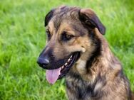 Traumhund Tim sucht seine Menschen - Duisburg