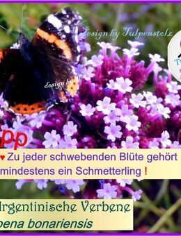 ♥ Argentinische Verbene,Samen,Winterharte Staude,Tulpenstolz Garten, verbena bonariensis, Eisenkraut,Bienenweide, Schmetterlinge,lila Blüte,Lavendel - Hamburg