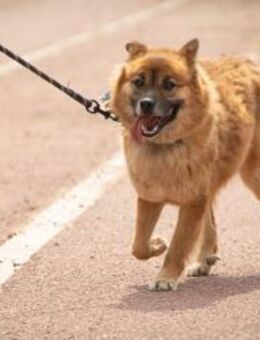 Loki sucht ein Zuhause oder PS - Ebstorf (Klosterflecken)
