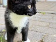 Katzen Baby in liebevolle Hände ab zu geben ! - Angermünde