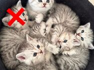 Zuckerpsse kitten - Berlin