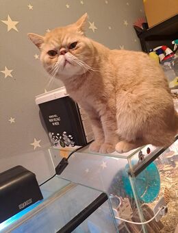 Exotic shorthair Kater kastriert in gute Hände abzugeben - Ludwigshafen (Rhein)