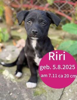 Riri ca 4 mon. 22 cm - Finning