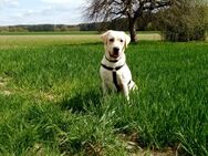 Labrador Deckrüde. Nicht zu Verkaufen. - Rodgau