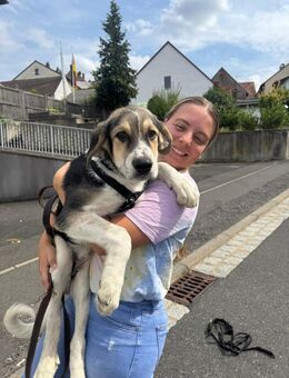 Bari - Mischling Welpe Rüde Familienhund - Neubrunn (Bayern)