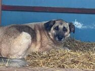 LOLA sucht geduldige Menschen! - Neuberg