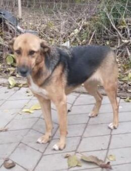 Ala, freundliche, Hündin sucht Zuhause - Unterföhring