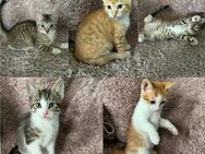 5 Babykatzen Katzenbabys Kitten - Elmshorn