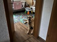 Belgischer Schäferhund - Ennigerloh