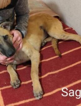 Saga - optisch ein Mini Malinois 10.1.PS - Wettenberg