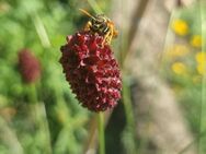 Großer Wiesenknopf (Sanguisorba officinalis) - Horgenzell