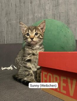 Hauskitten suchen neues zuhause - Hechthausen