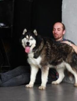 SEVER- aktiver Hund - Mainhardt