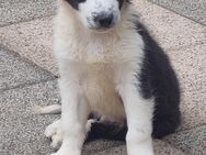 Australien Shepherd Welpen - Freudenberg (Nordrhein-Westfalen)