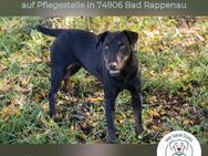 Holly: sucht DRINGEND ihre Endstelle (D) - Kirchzell