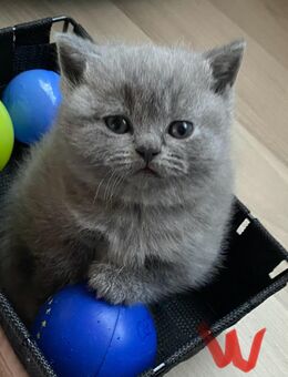 Reinrassige Bkh Kitten in blue - Brakel