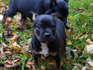 Zeus & Buddy Jackbull Welpen Rüden ( vom kontrollierten Züchter ) - Schotten