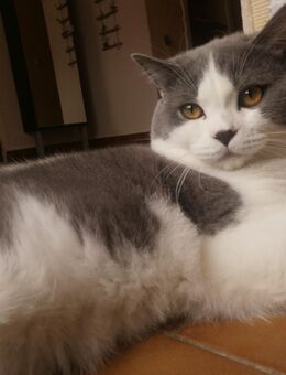 BKH, Britisch Kurzhaar, Katze, Kater, Bicolor, Blue White, reinrassig - Wernigerode
