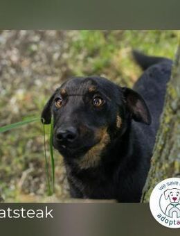 Beatsteak: Kleiner Hund, große Sehnsucht - Kirchzell